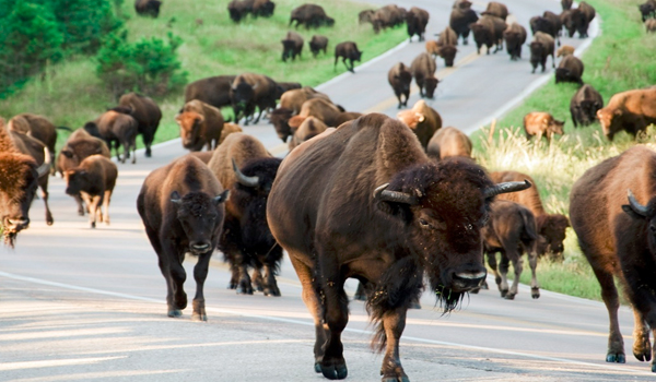 Custer State Park