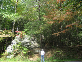 Bos in Cades Cove in de Smoky Mountains