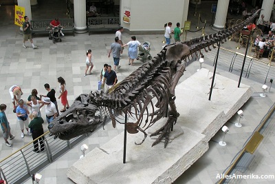Tyrannosaurs Rex Sue in het Field Museum in Chicago