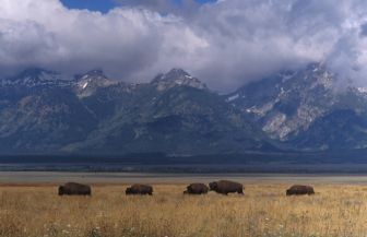 Bizons in Grand Teton NP in Wyoming