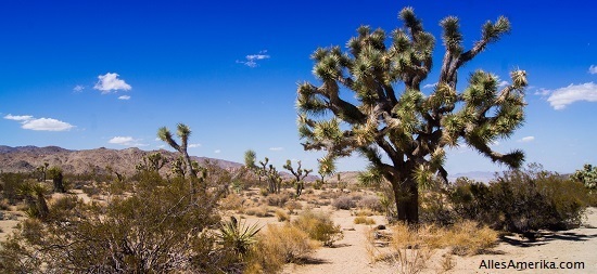 Joshua Tree National Park