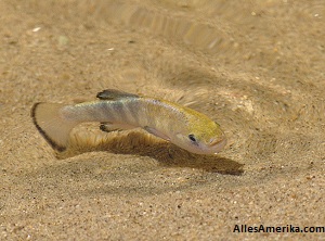 Pupfish in de Salt Creek in Death Valley