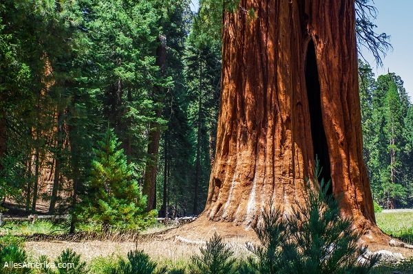 Sequoia Kings Canyon