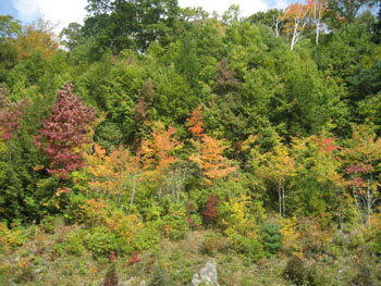 Herfst in de Smokies