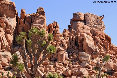 Rotsklimmen in Joshua Tree