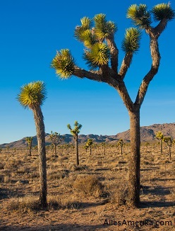 Joshua Tree