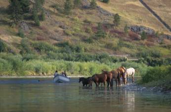 Wilde paarden drinken uit de Missouri