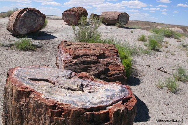 Petrified Forest National Park