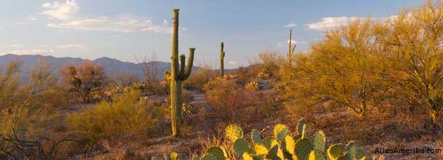 Saguaro National Park