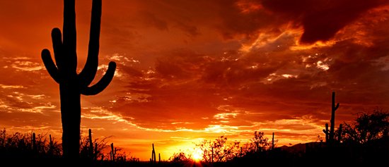 saguaro in tucson