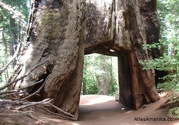 Tuolumne Grove