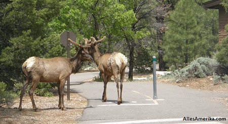 Dieren nabij Yavapai Lodge