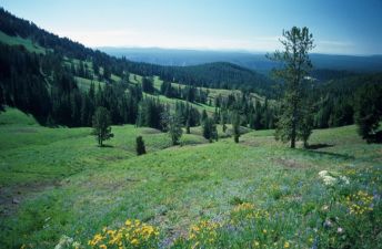 Zicht op Yellowstone National Park in Wyoming